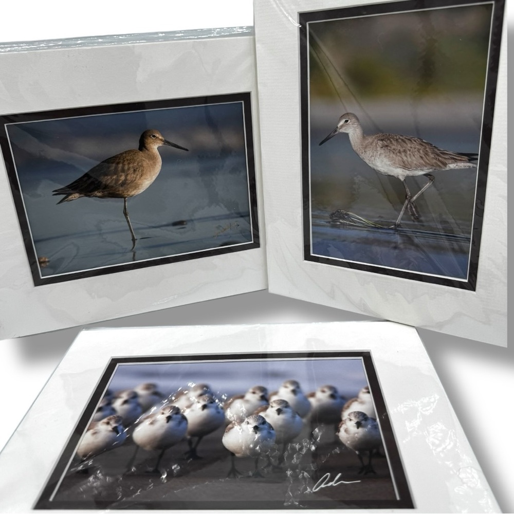 Trio of Beach Coastal Bird Matted Photography Prints, Set of 3, 8x10 inch